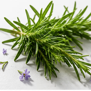 Rosemary Extract 