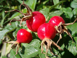 Wild Rose Berries
