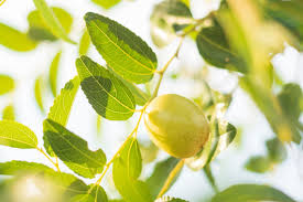 Jojoba Esters